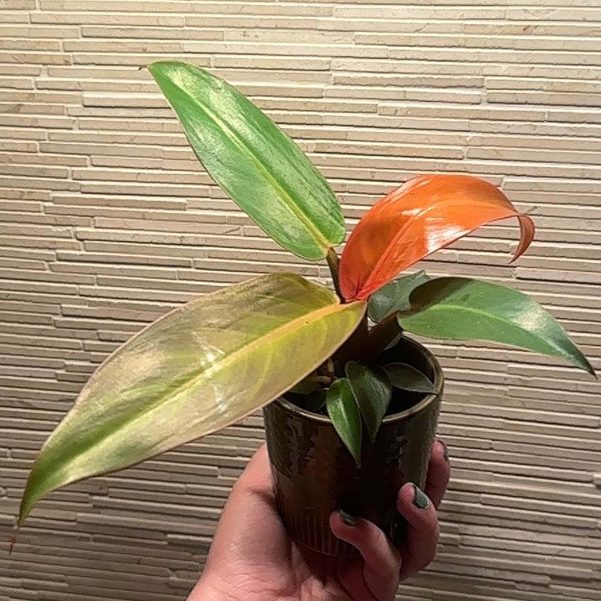 Photo of the plant species Red Sun Philodendren by @PremierParsley named Queen on Greg, the plant care app