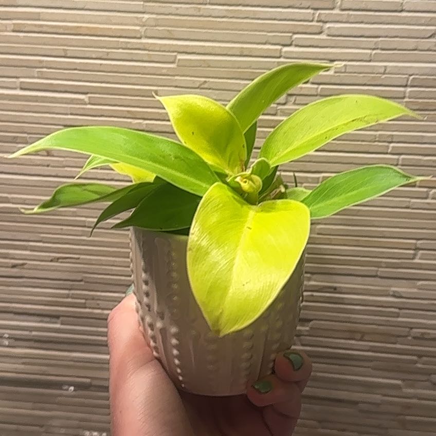 Photo of the plant species Philodendron 'Imperial Gold' by @PremierParsley named Kesha on Greg, the plant care app