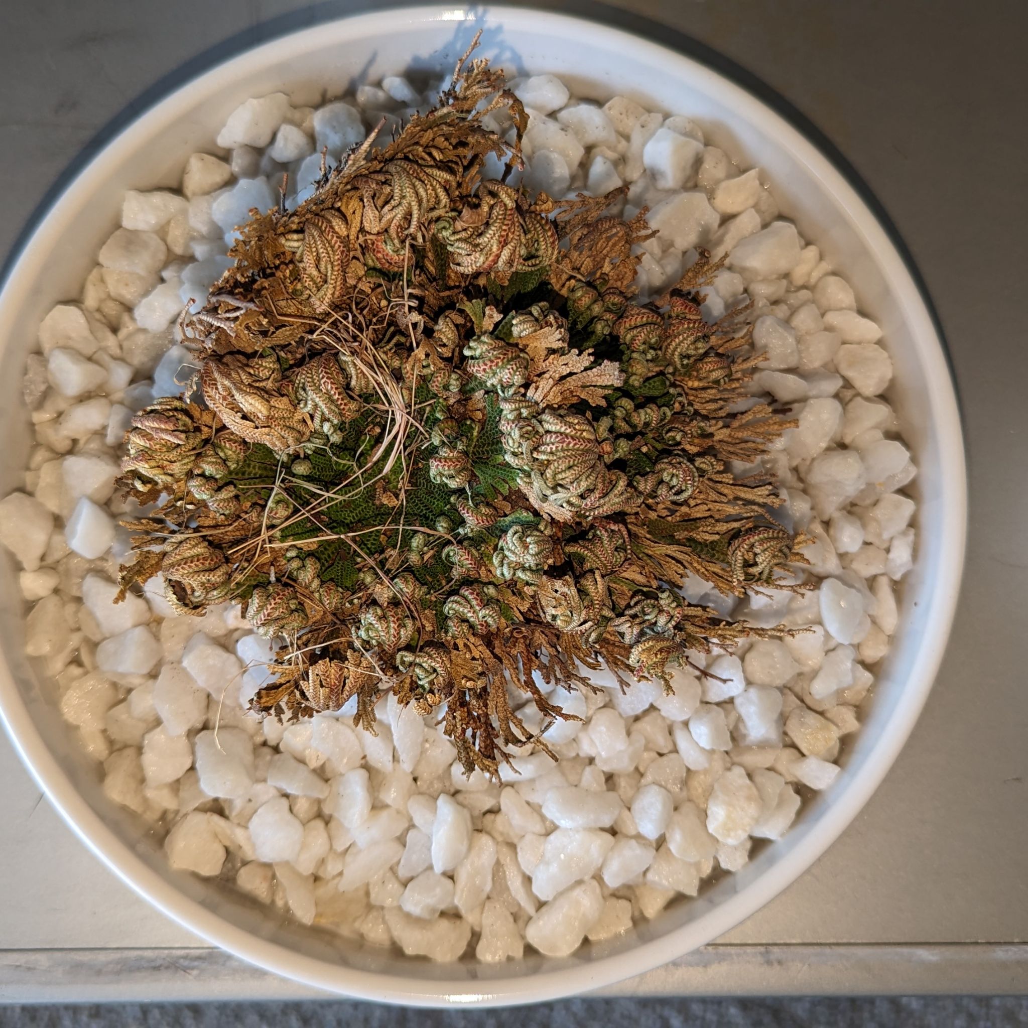 Photo of the plant species Rose of Jericho by @LaBori276 named Jericho on Greg, the plant care app