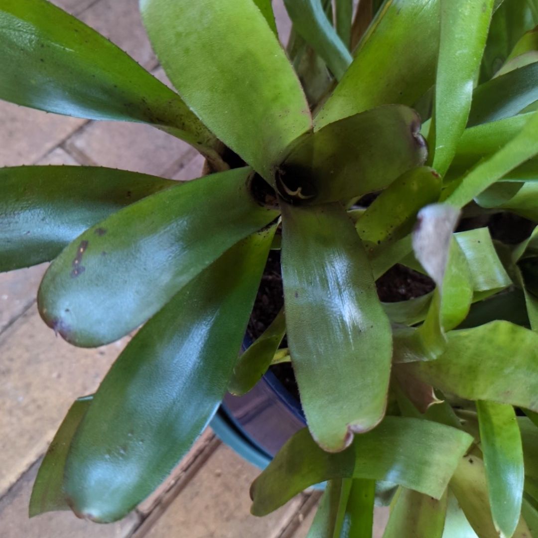 Photo of the plant species Neoregelia 'Fireball' by @LaBori276 named Narielys on Greg, the plant care app