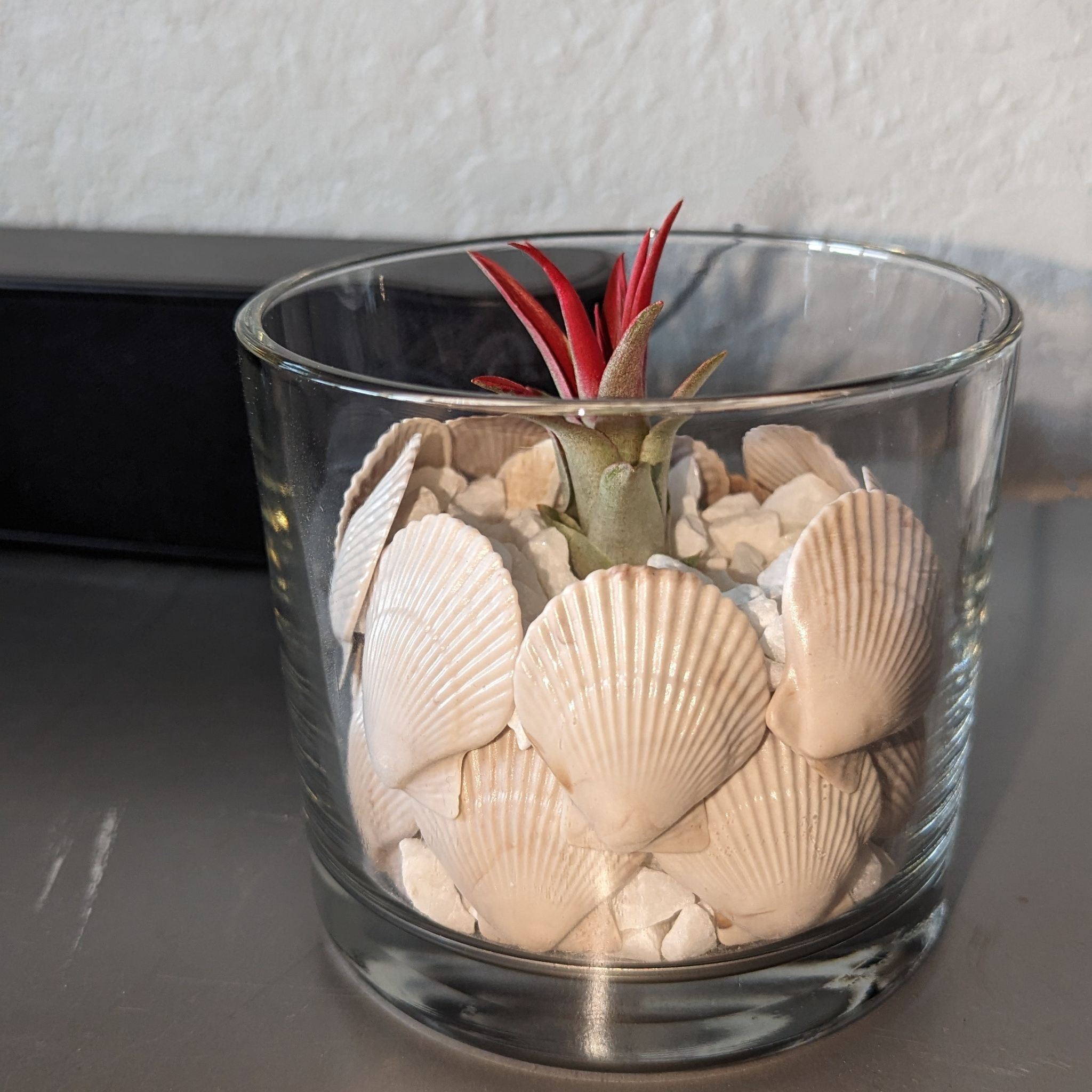 Photo of the plant species Burnt Umber airplant by @LaBori276 named Amber on Greg, the plant care app
