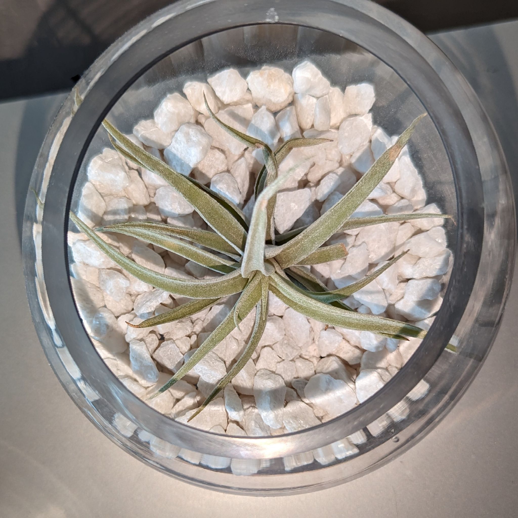 Photo of the plant species Ionantha Rubra by @LaBori276 named Iona on Greg, the plant care app