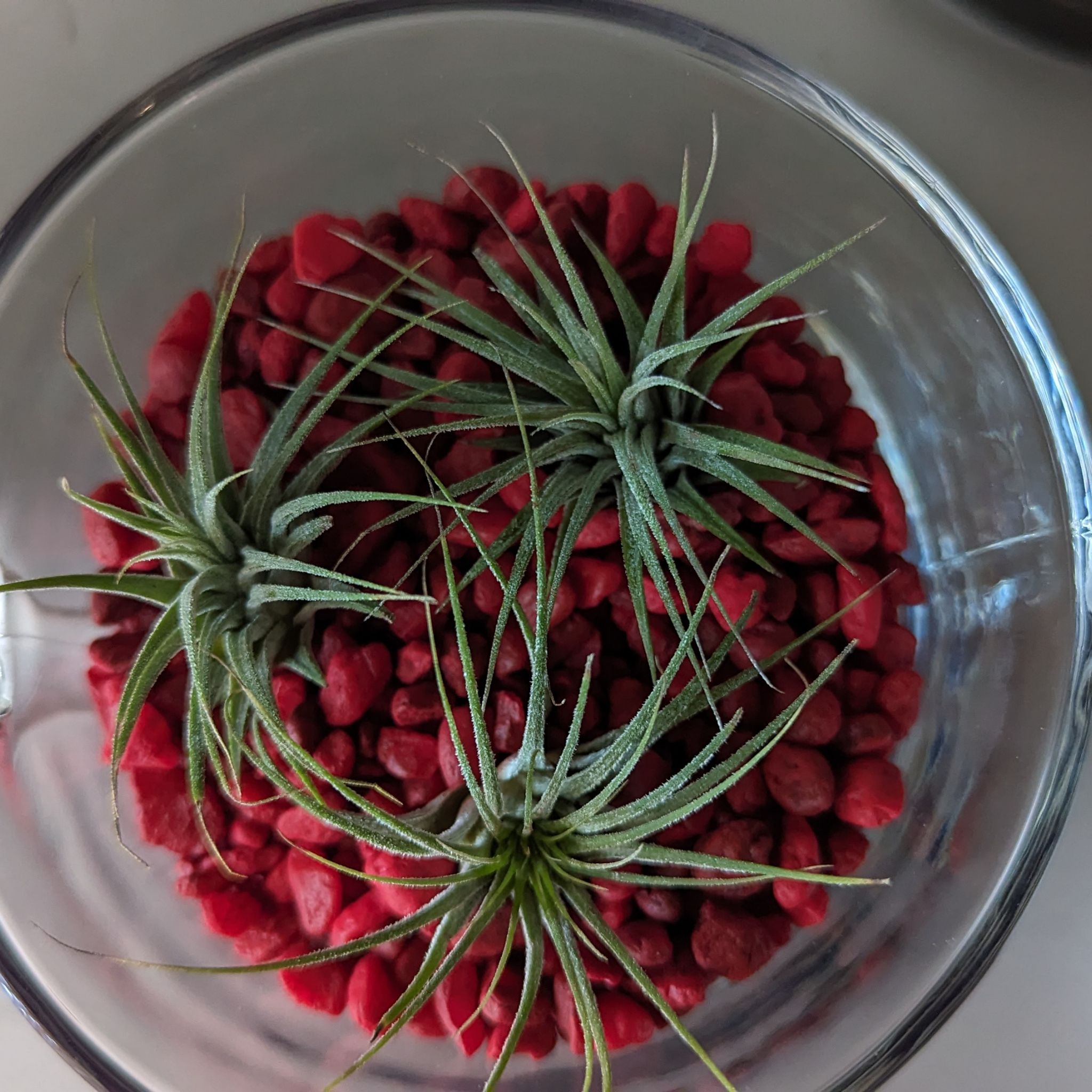 Photo of the plant species Ionantha Ron by @LaBori276 named Tilly, Tumi and Tandy // Isa, Eliza and Ilisa on Greg, the plant care app