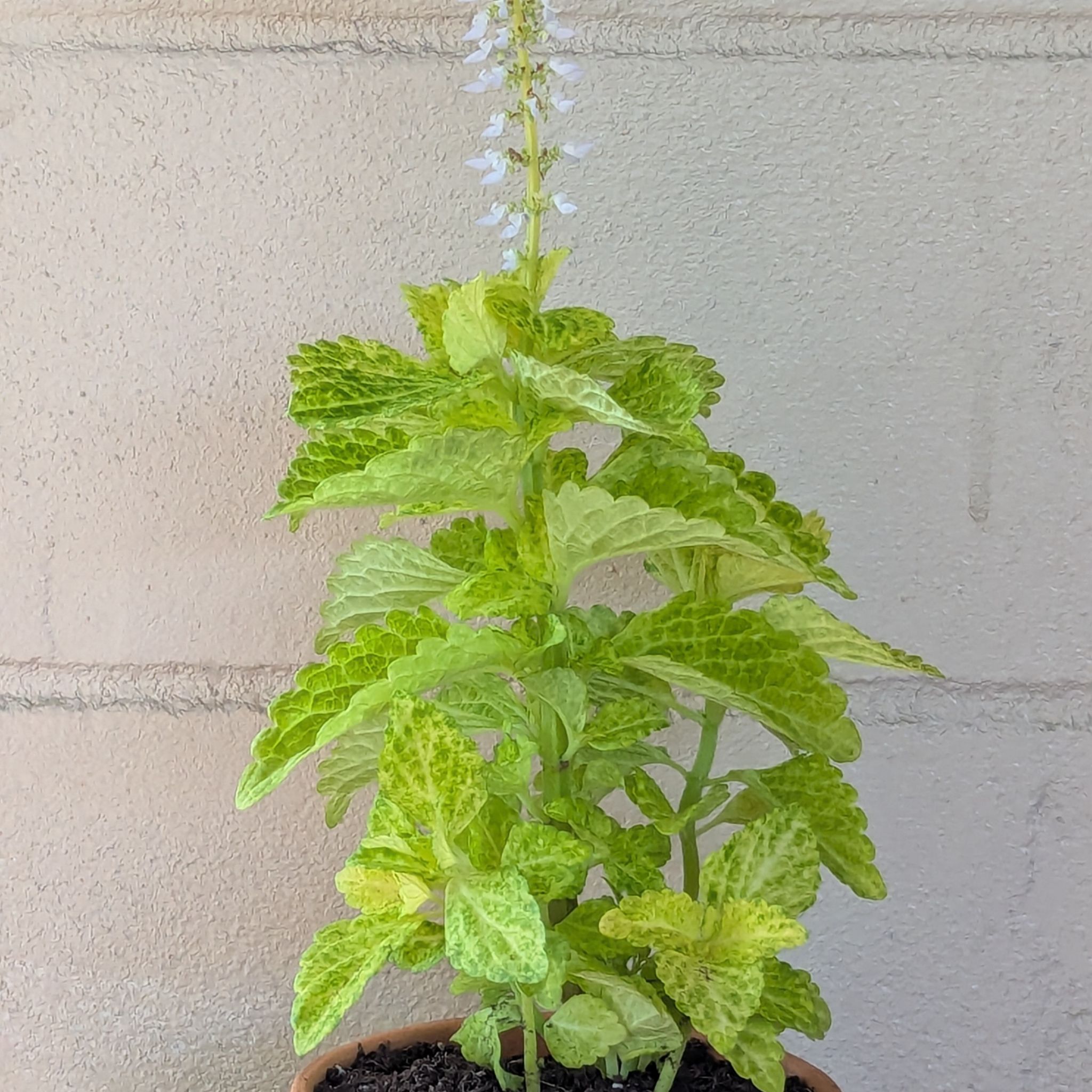 Photo of the plant species River Walk Coleus by @LaBori276 named Seuss on Greg, the plant care app