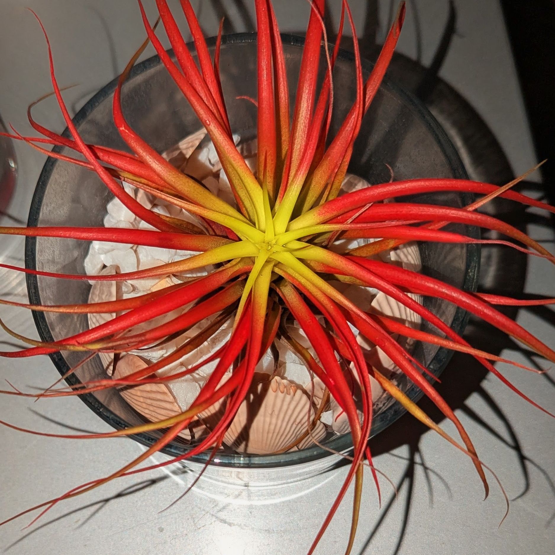Photo of the plant species Abdita by @LaBori276 named Scarlett on Greg, the plant care app