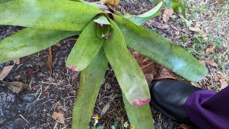 Photo of the plant species Bromeliad Vriesea by @LaBori276 named Treeyoncé on Greg, the plant care app