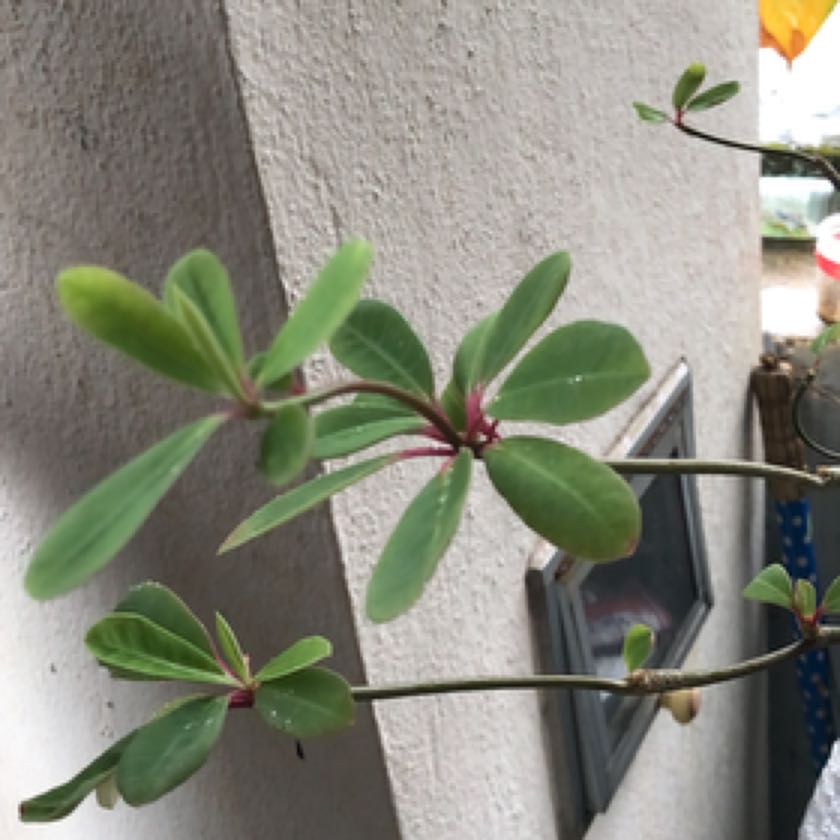 Photo of the plant species Euphorbia bongolavensis by @DollRedbush named Rosa on Greg, the plant care app