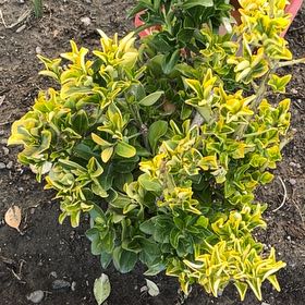 Photo of the plant species Japanese Spindle 'Gold Queen' by @EternalWingfern named Bigleef Smalls on Greg, the plant care app