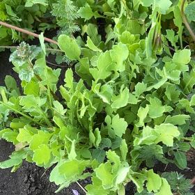 Photo of the plant species Capeweed by @EternalWingfern named Planty on Greg, the plant care app