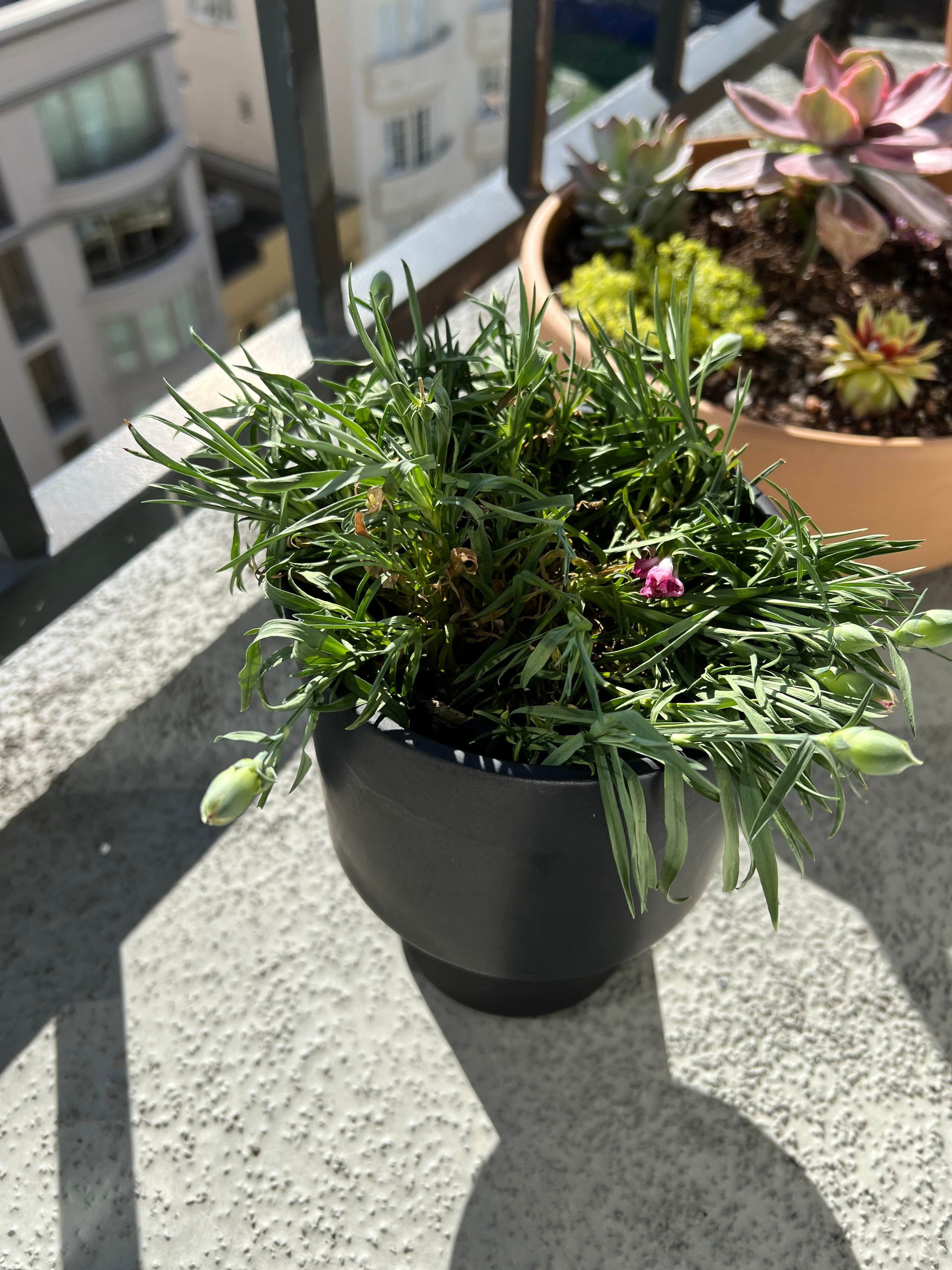 🌸 Ultimate Guide to Indoor Border Carnation Care