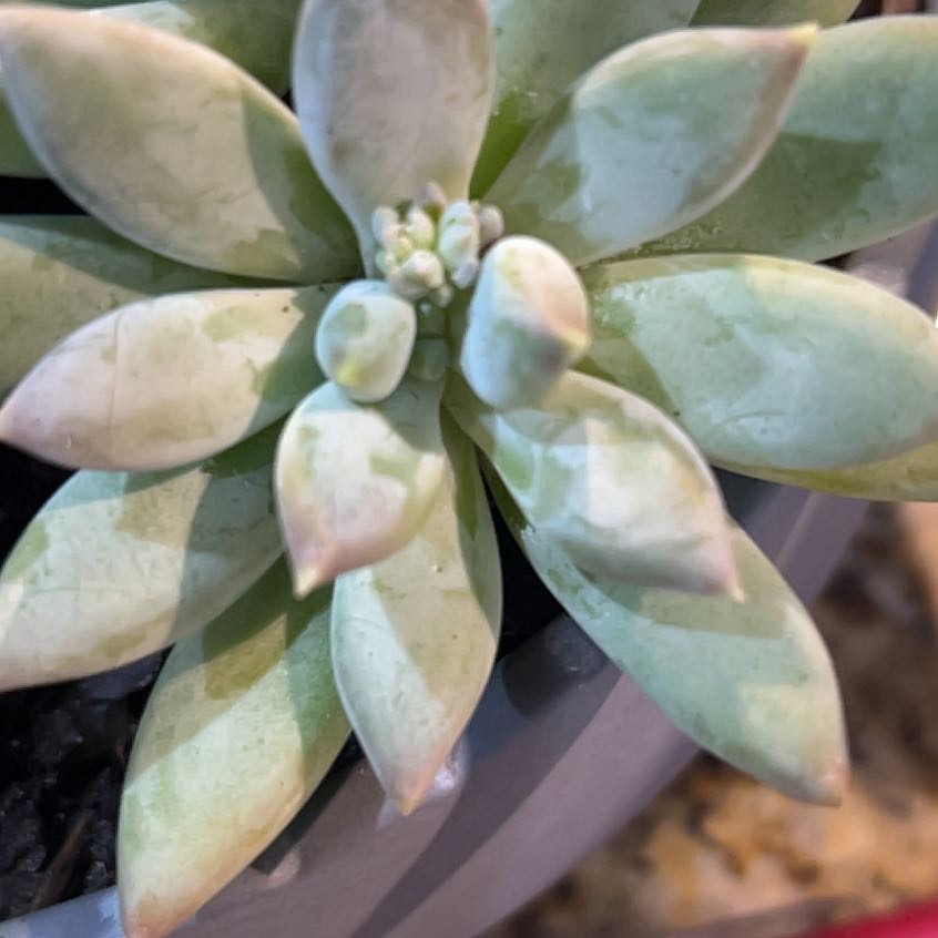 Photo of the plant species Lipstick Echeveria by @PrinceAvocado named Shakira on Greg, the plant care app