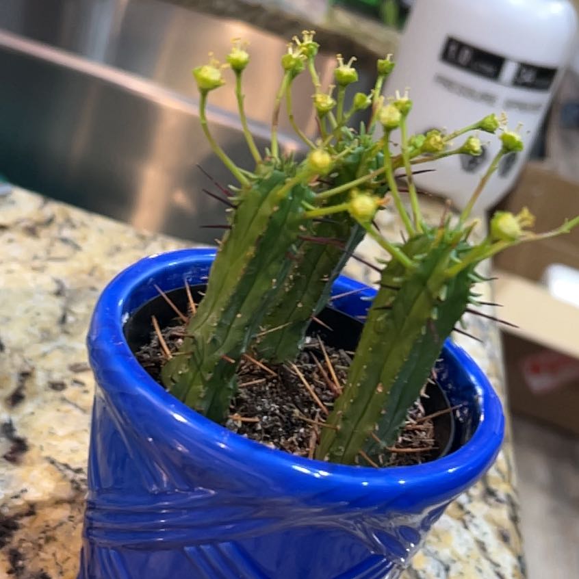 Photo of the plant species Euphorbia 'Prickly Pickle' by @PrinceAvocado named Kesha on Greg, the plant care app