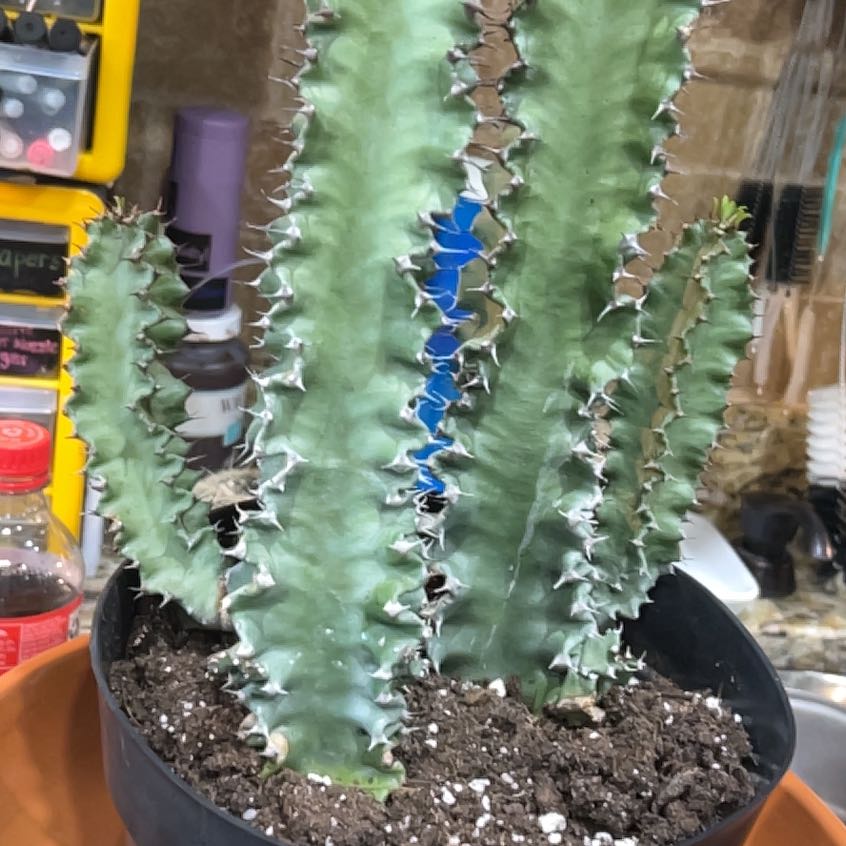 Photo of the plant species Giant African Candelabra Tree by @PrinceAvocado named Zion on Greg, the plant care app