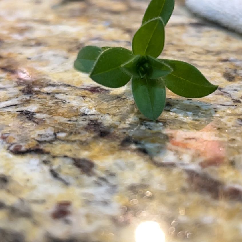 Photo of the plant species Daylily 'Scarlet Pimpernel' by @PrinceAvocado named Ronaldo on Greg, the plant care app