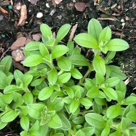 Photo of the plant species Sticky Chickweed by @PrinceAvocado named Hamilton on Greg, the plant care app
