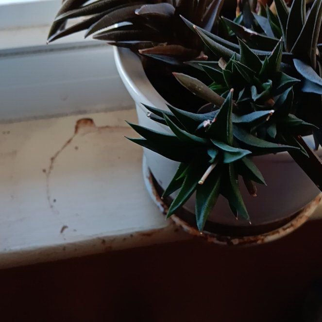 Monkey Puzzle Tree Plant Care: Water, Light, Nutrients | Greg App 🌱