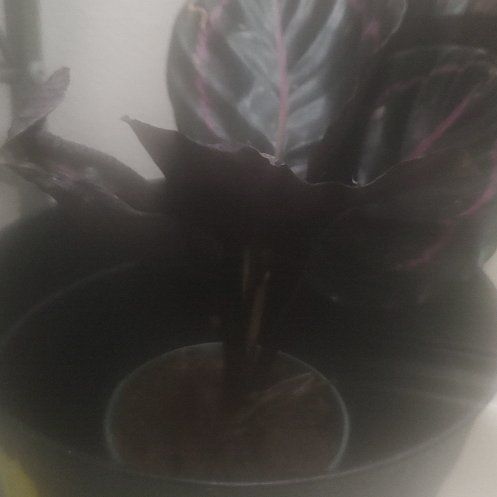 Photo of the plant species Calthea Red Mojo by @ExoticSkyplant named Elle on Greg, the plant care app