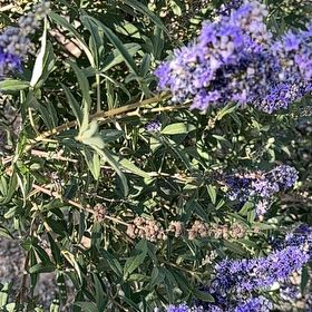Photo of the plant species Vitex Agnus-Castus by @WiredTawa named Keanu Leaves on Greg, the plant care app
