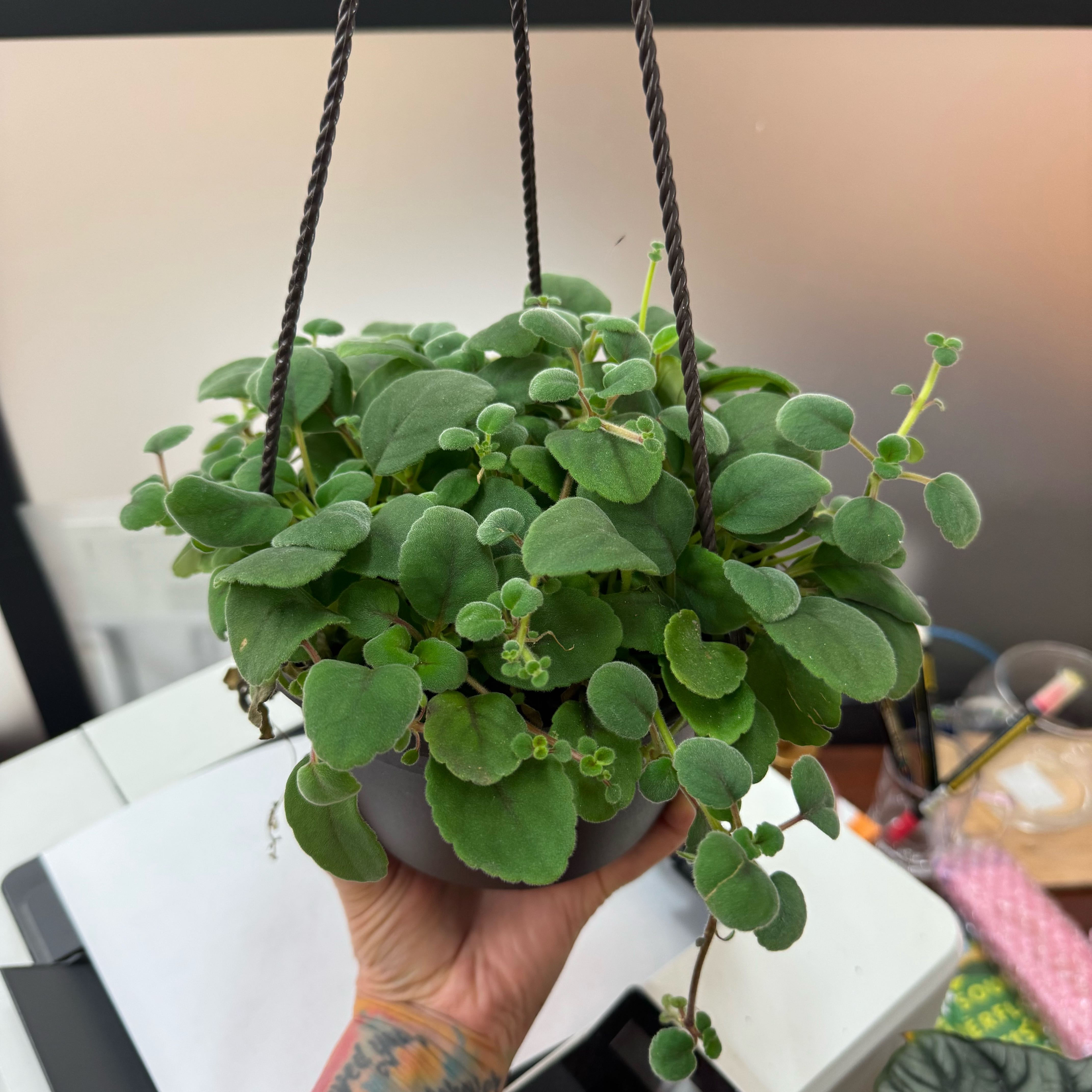 Photo of the plant species Lace Flower by @ZingVeilwort named Kylie on Greg, the plant care app