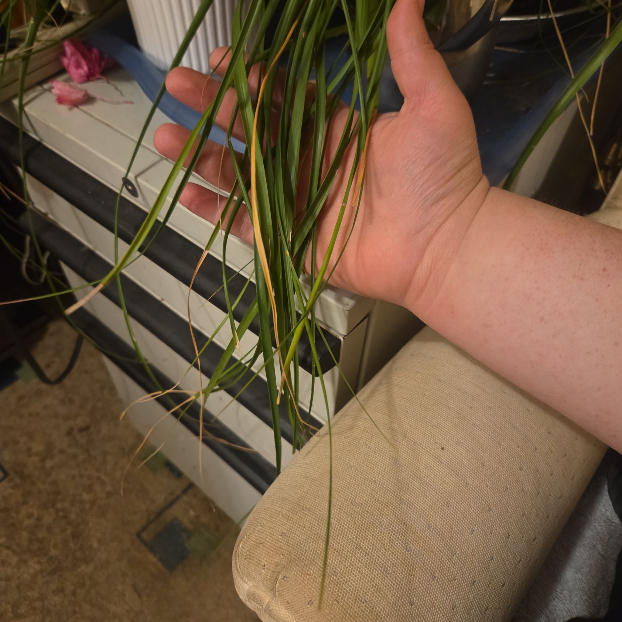 Grandma's Ponytail Plant