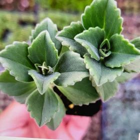 Photo of the plant species Spur Flower Mike's Fuzzy Wuzzy by @BeefyOgreears named Mochi on Greg, the plant care app
