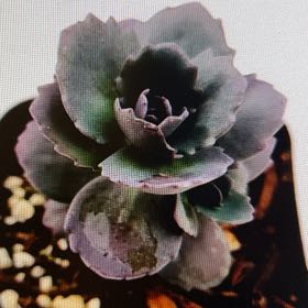Photo of the plant species sedum by @BeefyOgreears named Osmo on Greg, the plant care app
