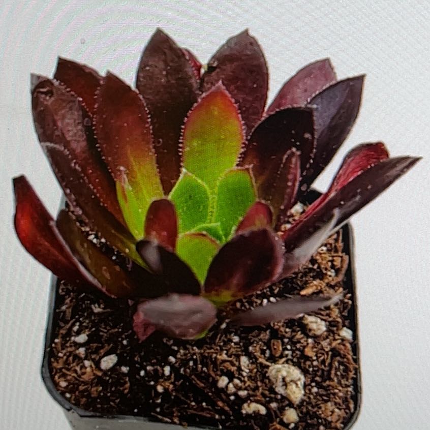 Photo of the plant species Short Black by @BeefyOgreears named Zion on Greg, the plant care app