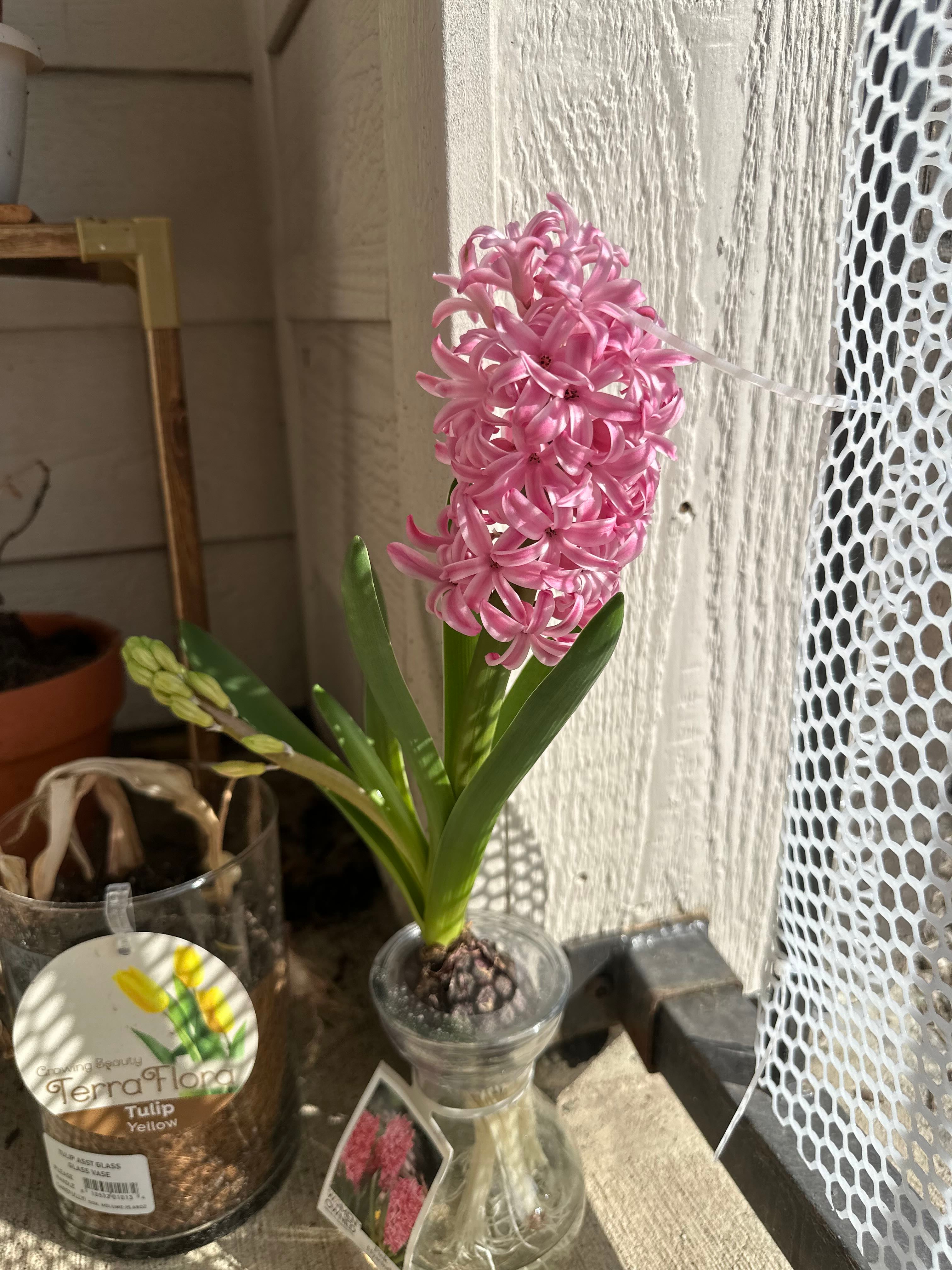 Keep Your City of Haarlem Hyacinth Alive Light, Water & Care Instructions