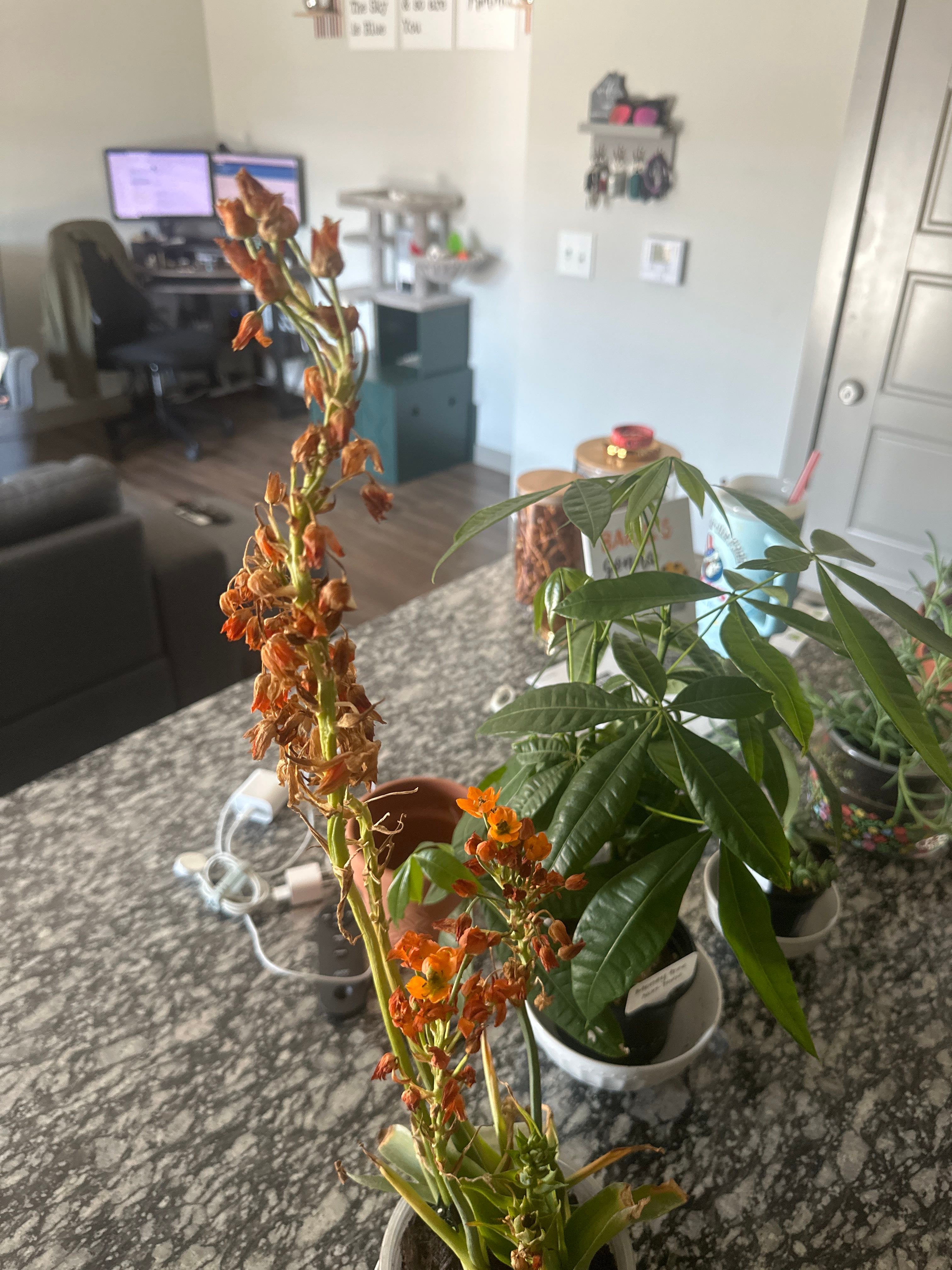 Bath Asparagus Plant Care Water, Light, Nutrients Greg App 🌱