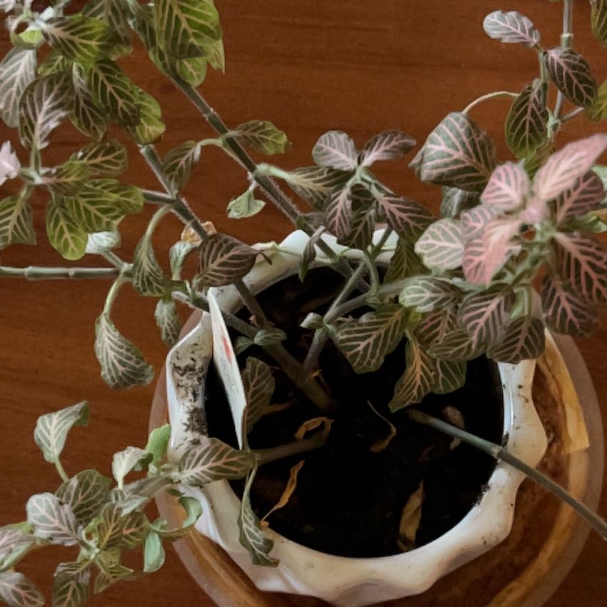 Pink Angel Nerve Plant in a pot with some discolored and dried leaves.
