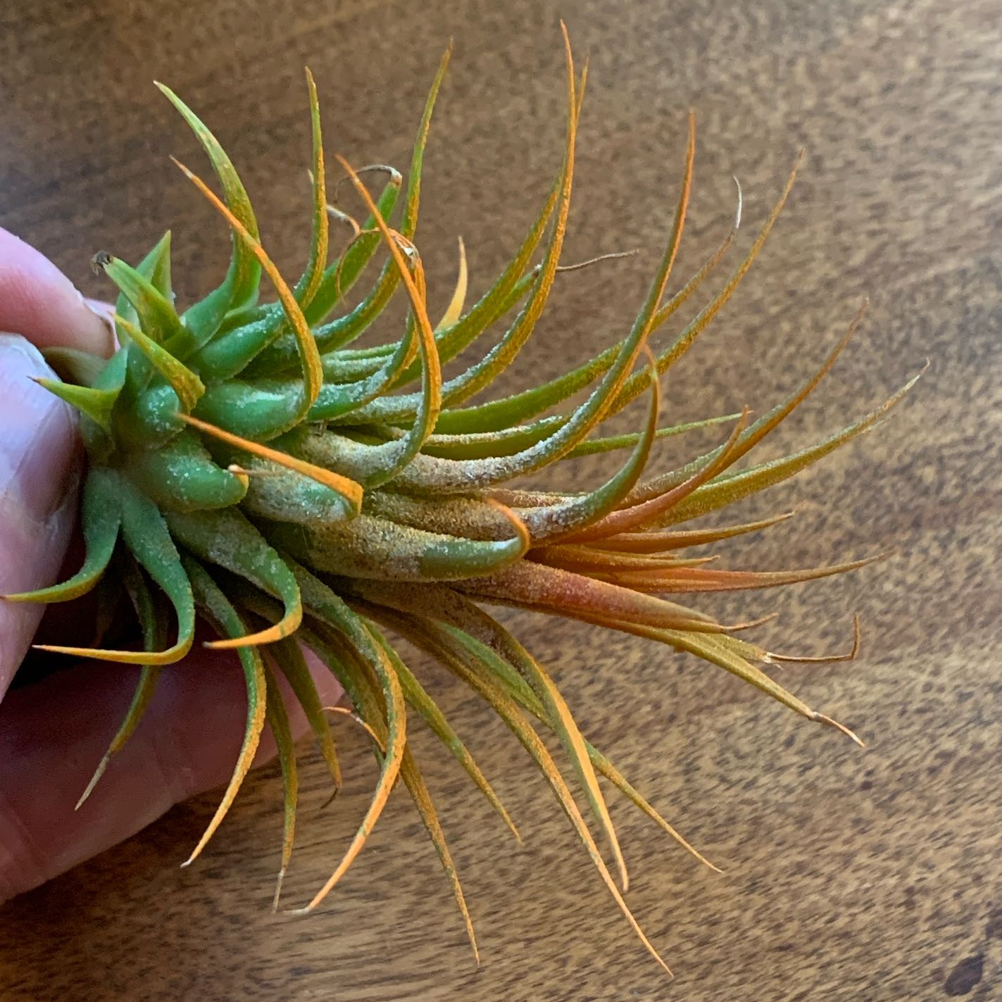 Tillandsia ionantha 'Guatemala' plant with vibrant green and orange leaves, held by a hand.