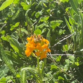 Photo of the plant species Cowslip Primrose by @CozyMungbeans named Morgan Treeman on Greg, the plant care app