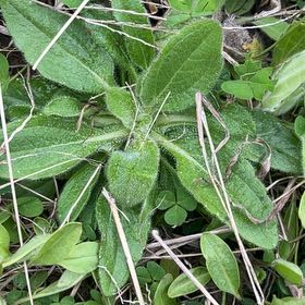 Photo of the plant species Orange Hawkweed by @CozyMungbeans named Harry on Greg, the plant care app