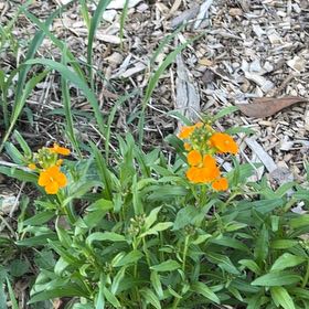 Photo of the plant species Sweetscented Marigold by @CozyMungbeans named Delilah on Greg, the plant care app