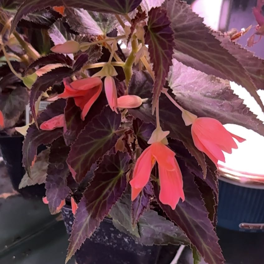 Photo of the plant species Begonia 'Bossa Nova Night Fever Papaya' by @BotanicalBabe9 named McKinley on Greg, the plant care app
