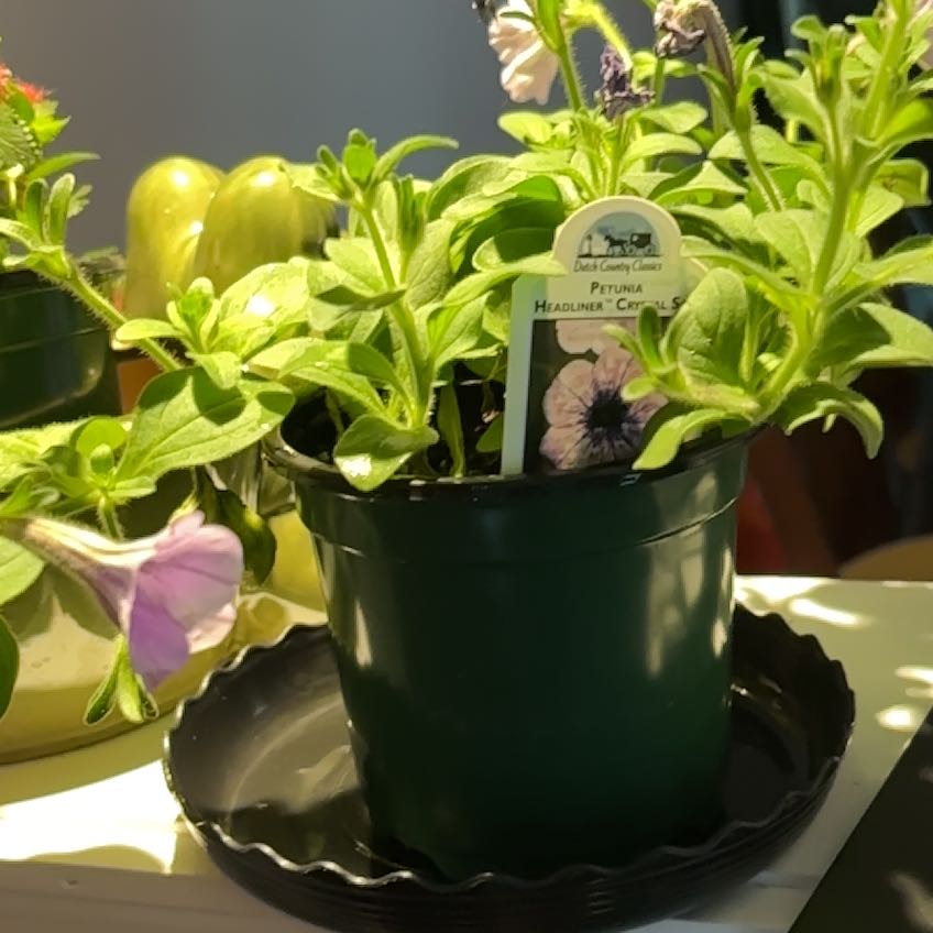 Photo of the plant species Petunia Headliner Crystal Sky by @BotanicalBabe9 named Austen on Greg, the plant care app