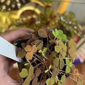 Photo of the plant species oxalis 'Molten Lava' by @BotanicalBabe9 named Clove on Greg, the plant care app