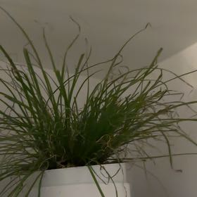Photo of the plant species Zumula Cat Grass by @EpitomeBushlily named Mollie on Greg, the plant care app