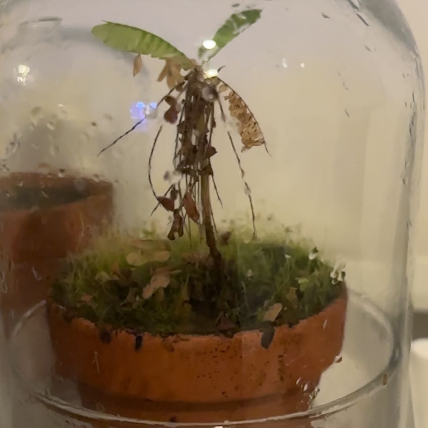 Photo of the plant species Little Palm Tree by @EpitomeBushlily named Mochi on Greg, the plant care app