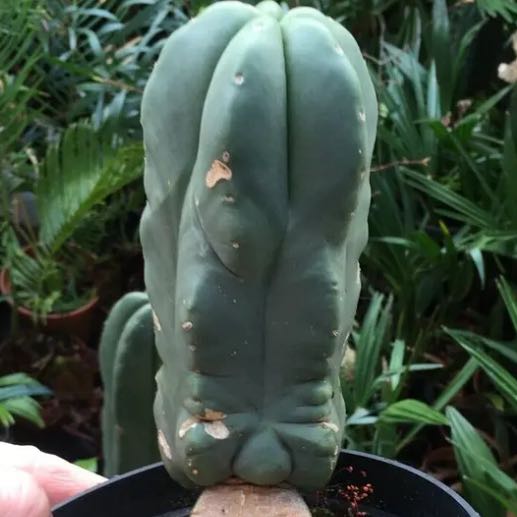 Photo of the plant species Super Pedro Cactus by @EpitomeBushlily named Cleopatra on Greg, the plant care app