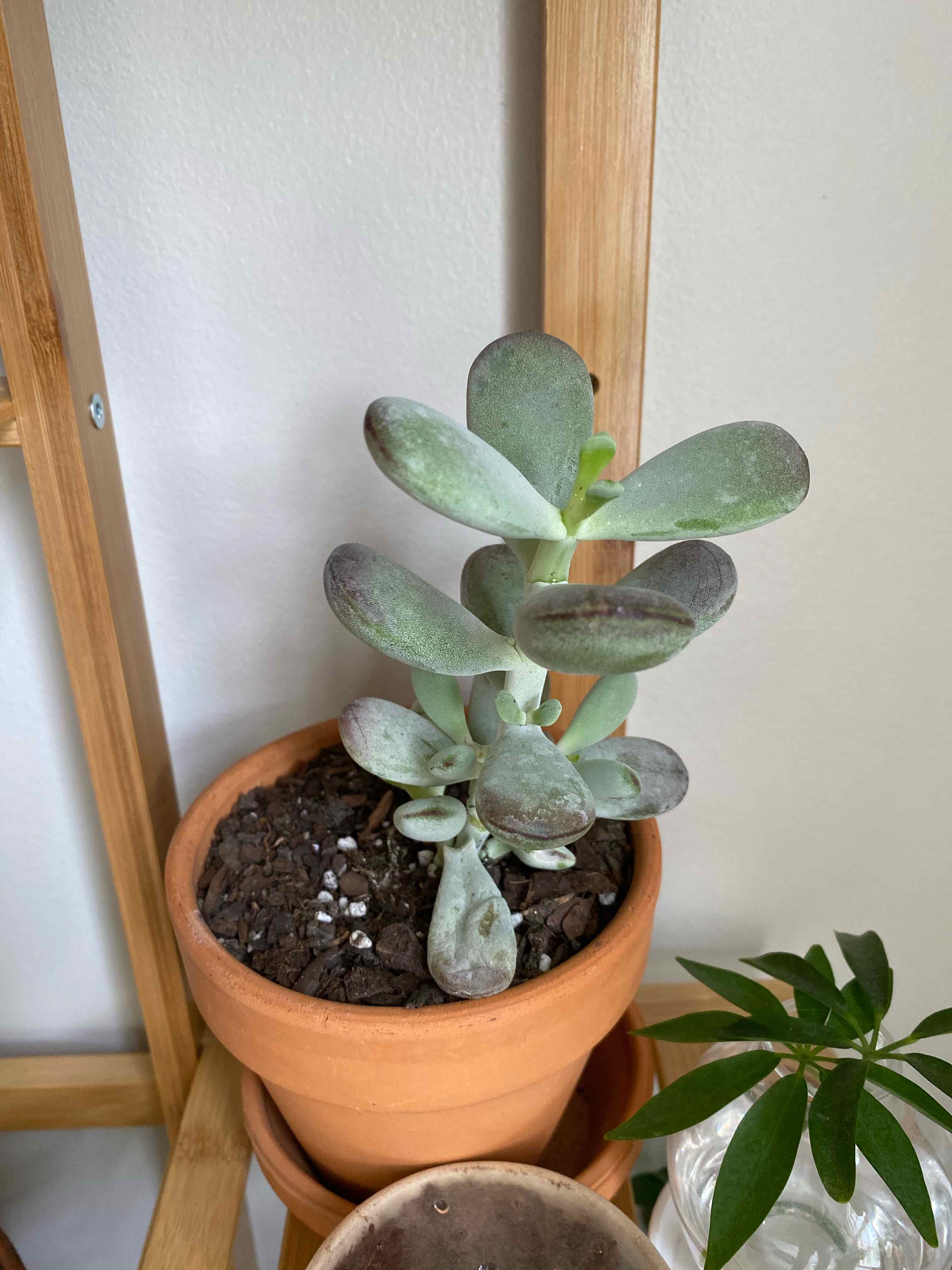 Pachyphytum 'Moon Silver' plant in a terracotta pot with visible soil, well-framed and focused.