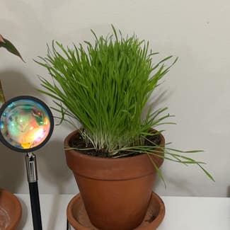 Wheatgrass plant in Somewhere on Earth
