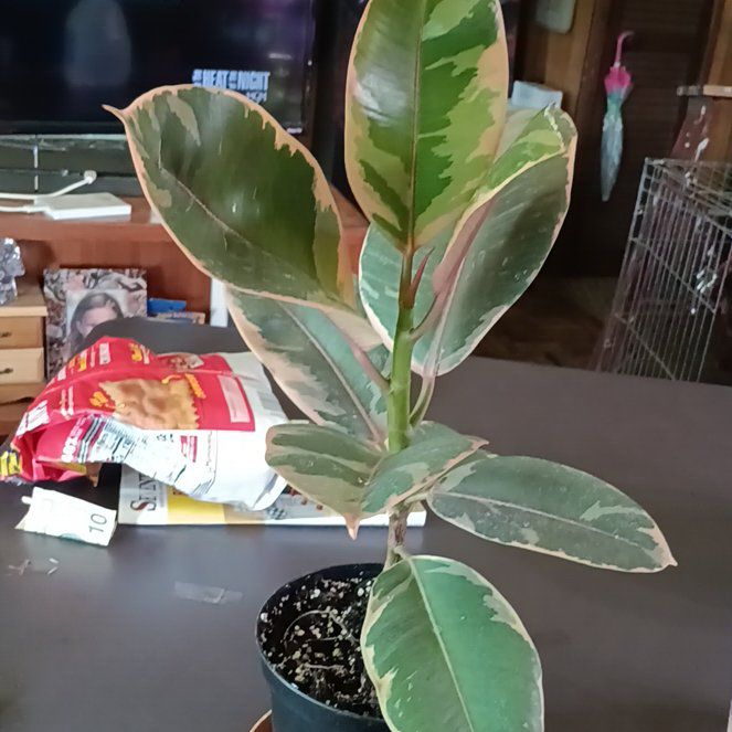 Photo of the plant species Ruby Rubber by @AcademicBaytree named Dax on Greg, the plant care app