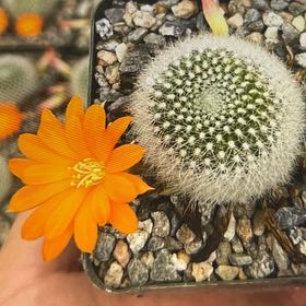 Photo of the plant species Orange Crown Cactus by @VocalYellowgum named Bella on Greg, the plant care app