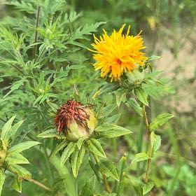 Photo of the plant species Safflower by @VocalYellowgum named Shakira on Greg, the plant care app