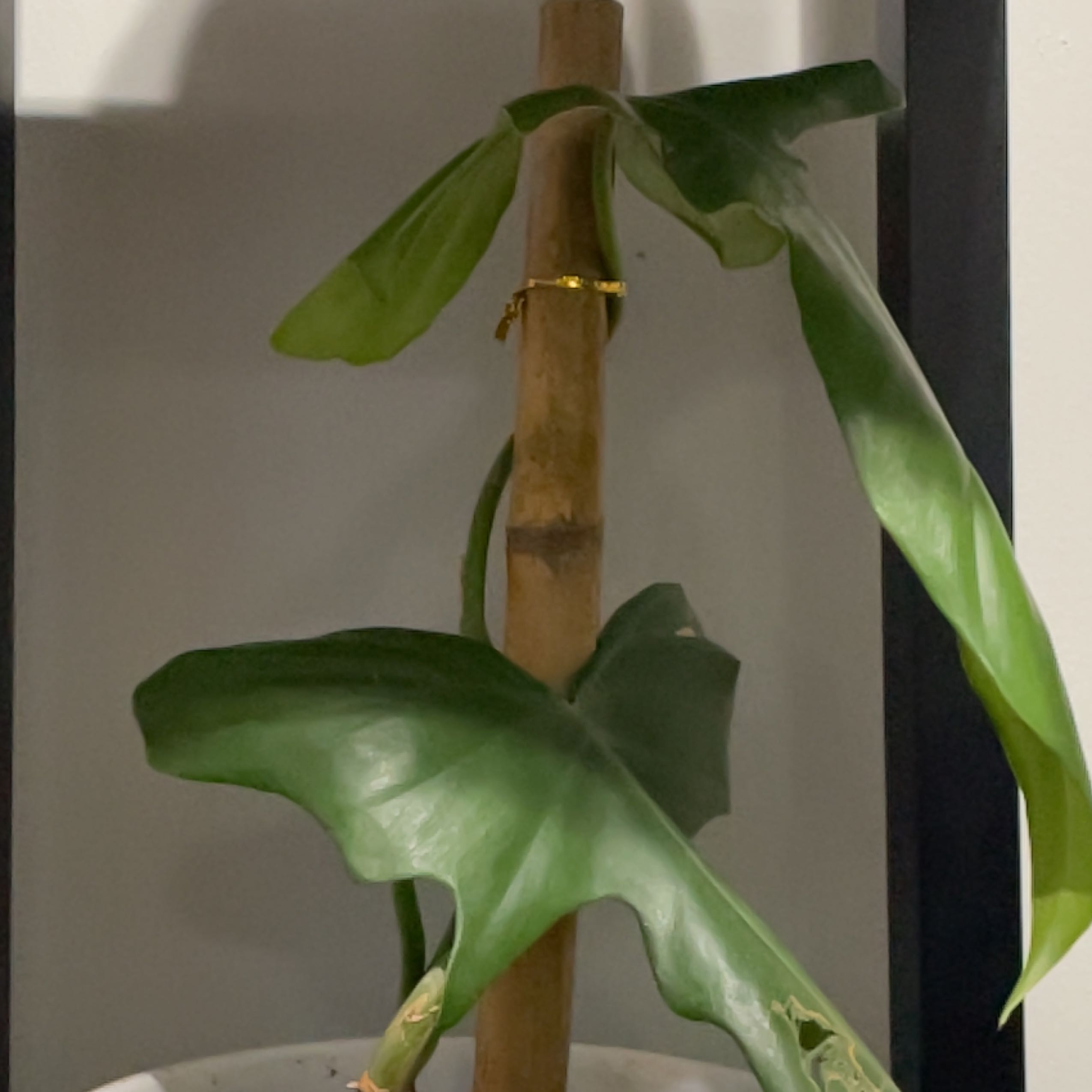 Photo of the plant species silver sword by @WinBahiagrass named James Dean on Greg, the plant care app