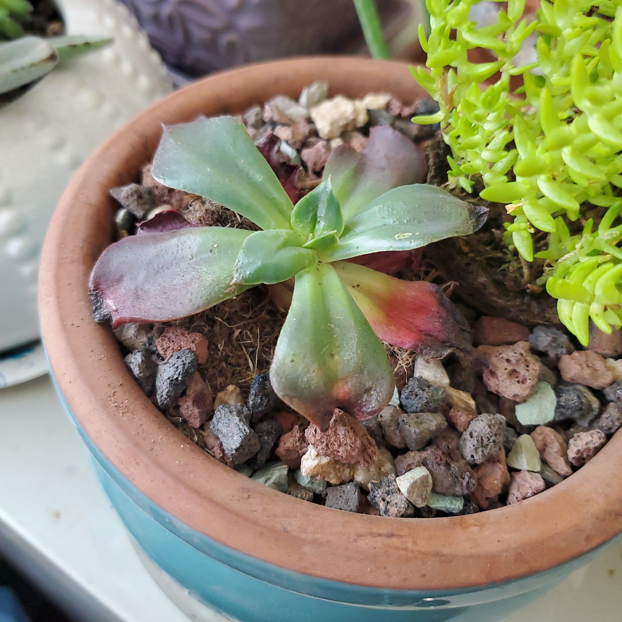 Photo of the plant species Echeveria 'Autumn Flame' by @r0wb0at named Reese on Greg, the plant care app