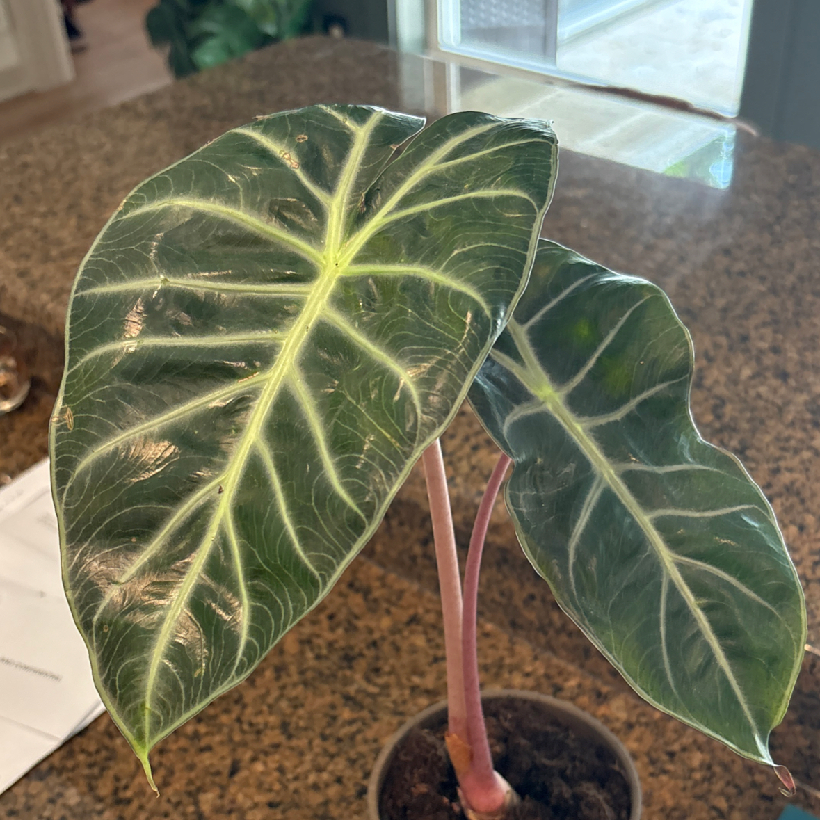 Photo of the plant species Pink Princess Alocasia by @OrganicHeketara named Stella on Greg, the plant care app