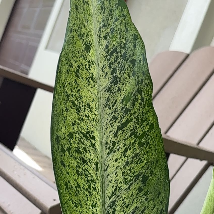 Photo of the plant species Dieffenbachia 'Maui Wowie' by @OrganicHeketara named Moana on Greg, the plant care app