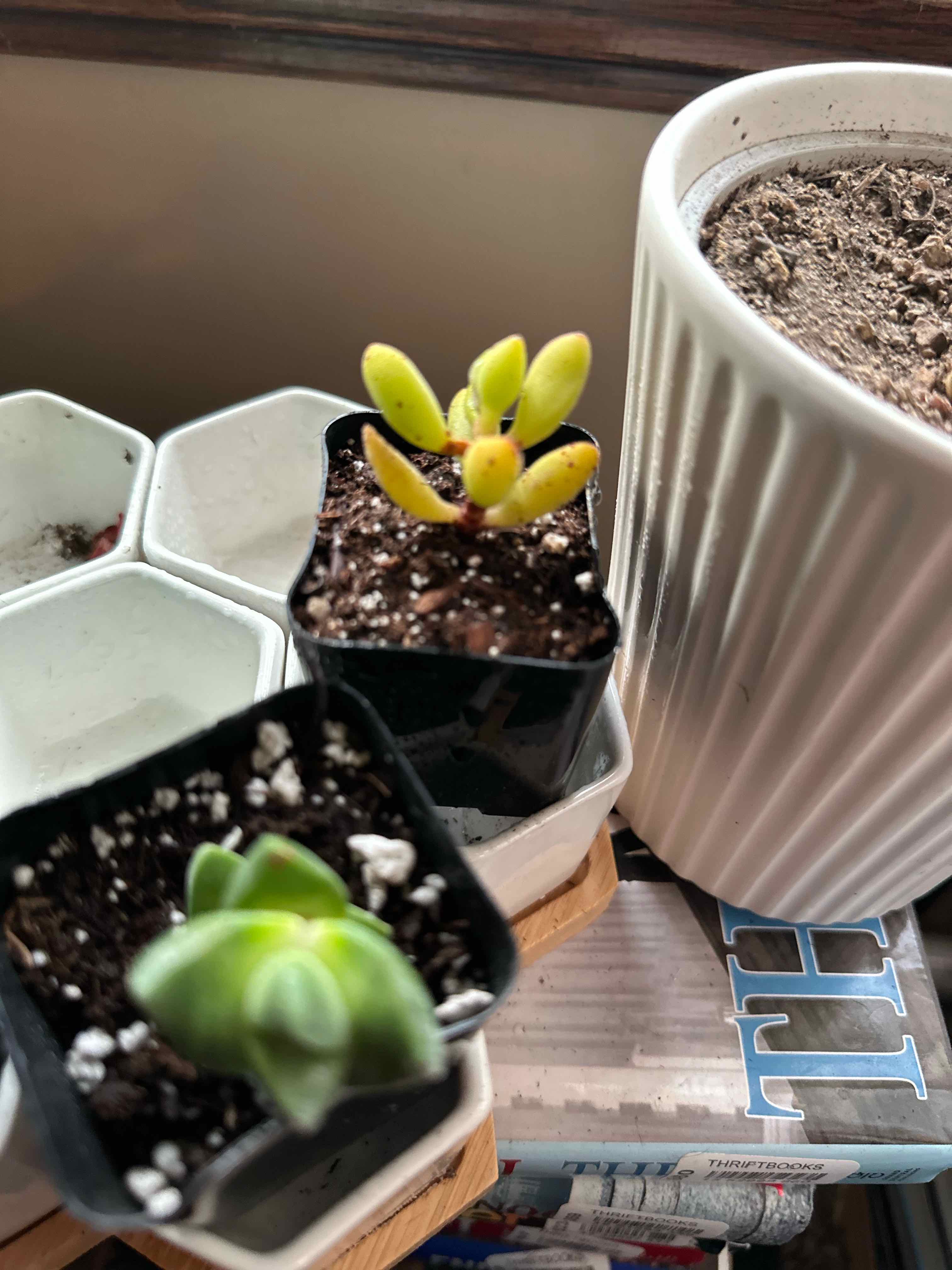 Two small potted plants, one likely Crassula rogersii, with visible soil and some yellowing leaves.